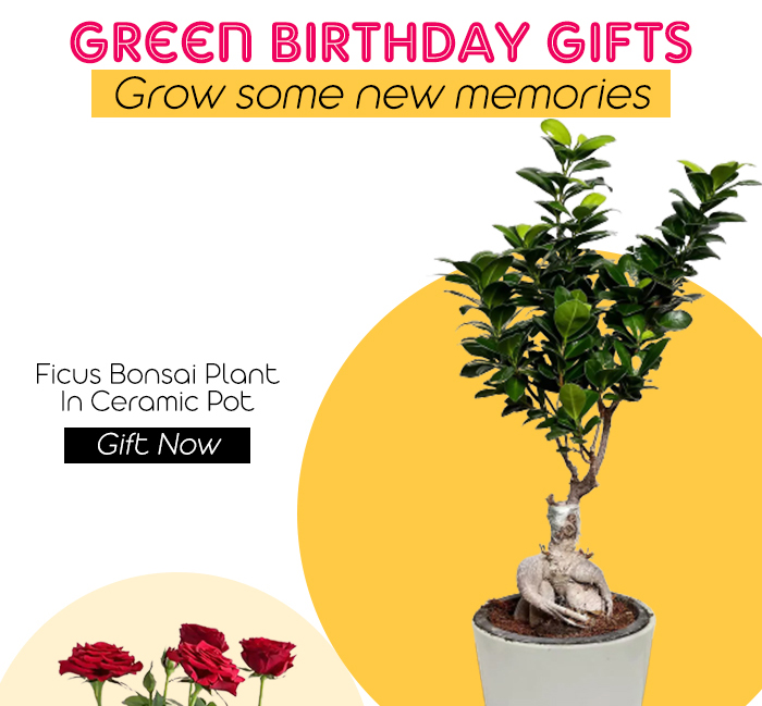 Ferns N Petals Uae Birthday Gift Ideas Explore Now Milled