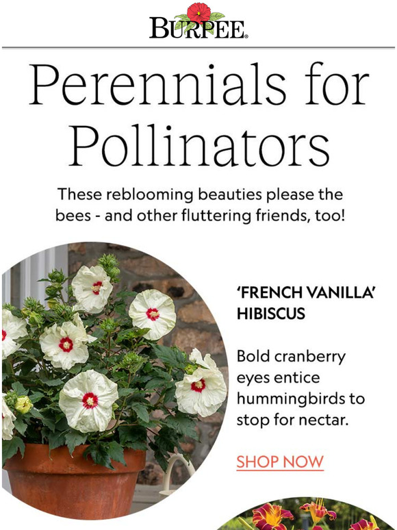 Burpee Gardening Perennial Pleasers For Pollinator Week Milled