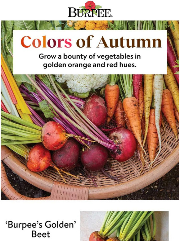 Burpee Gardening Grow The Colors Of Autumn Milled