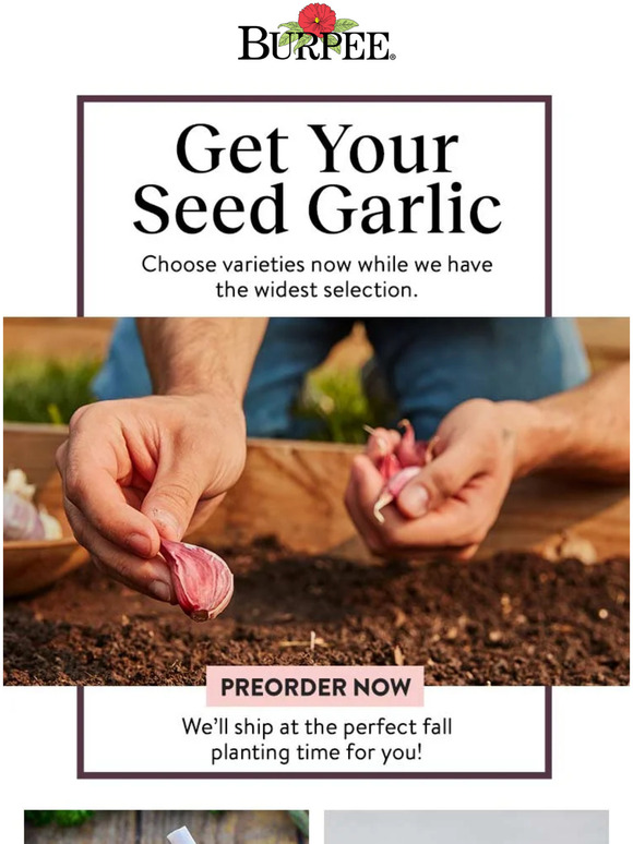 Burpee Gardening Garlic Time Preorder For Fall Planting Milled