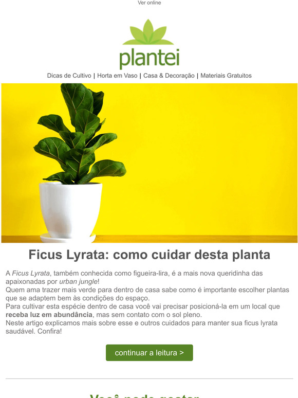 Plantei Ficus Lyrata Como Cuidar Desta Planta Milled