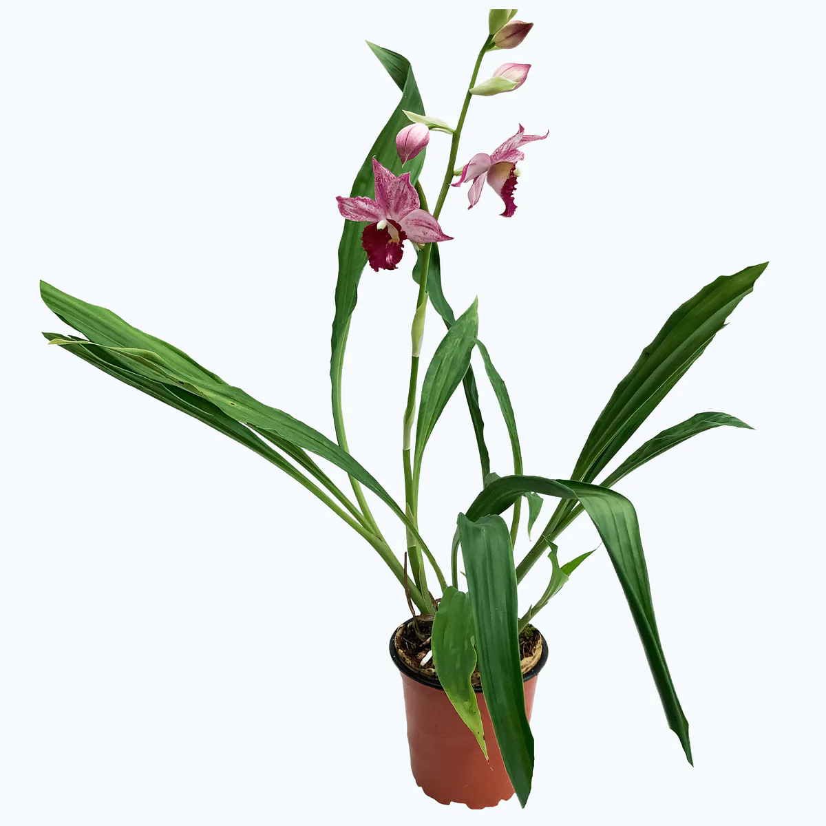 Orchideen Klusmann DE Epidendrum In Der Aktion Milled