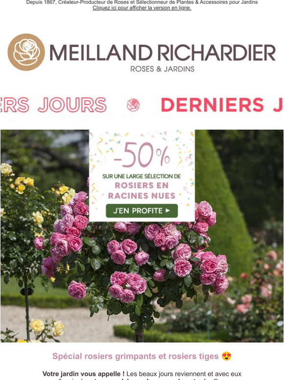 Meilland Richardier PROMO 50 sur une large sélection de rosiers en