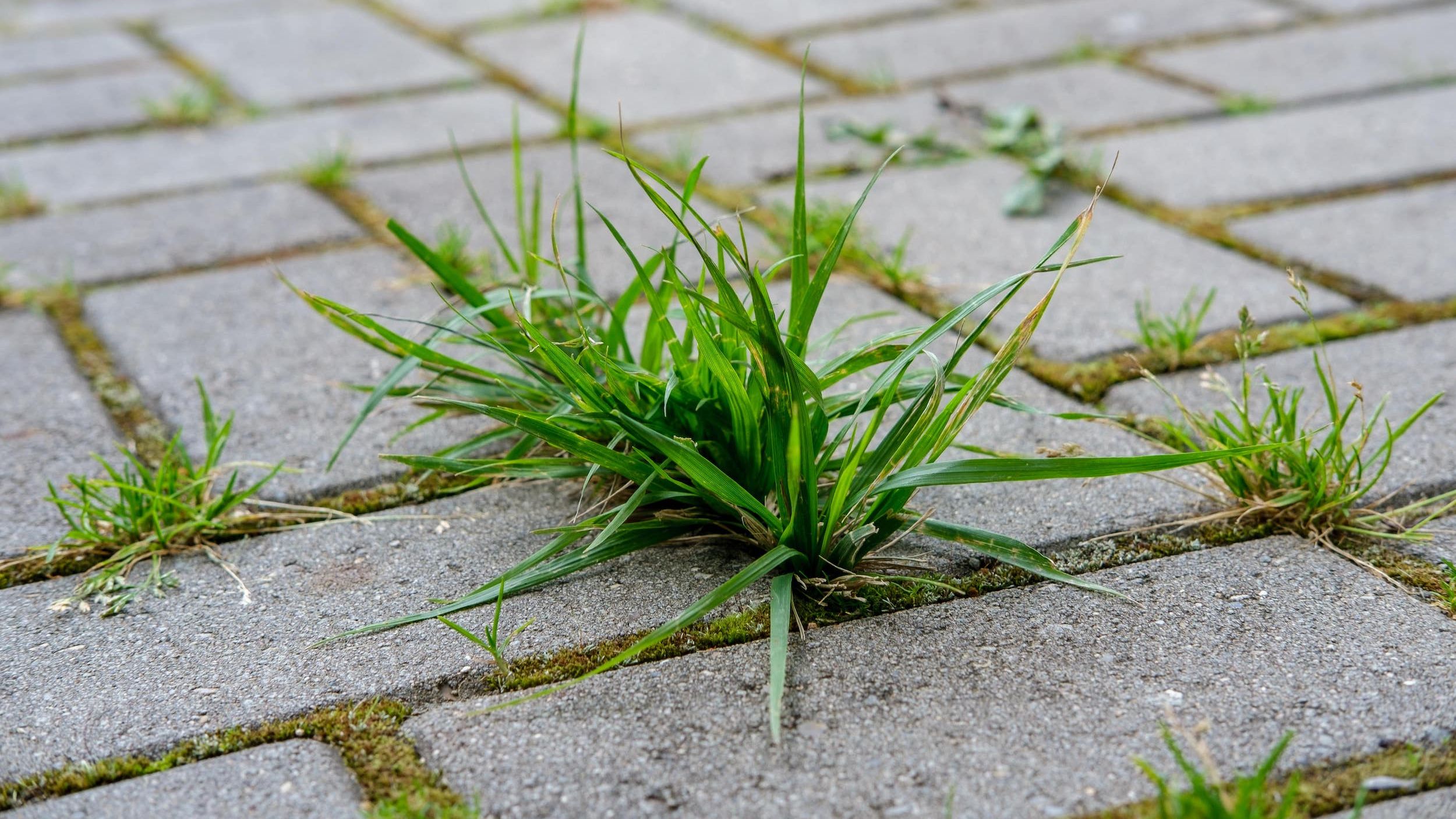 Moowy Easy Green Grass Onkruid Bestrijden In Je Tuin Was Nog Nooit