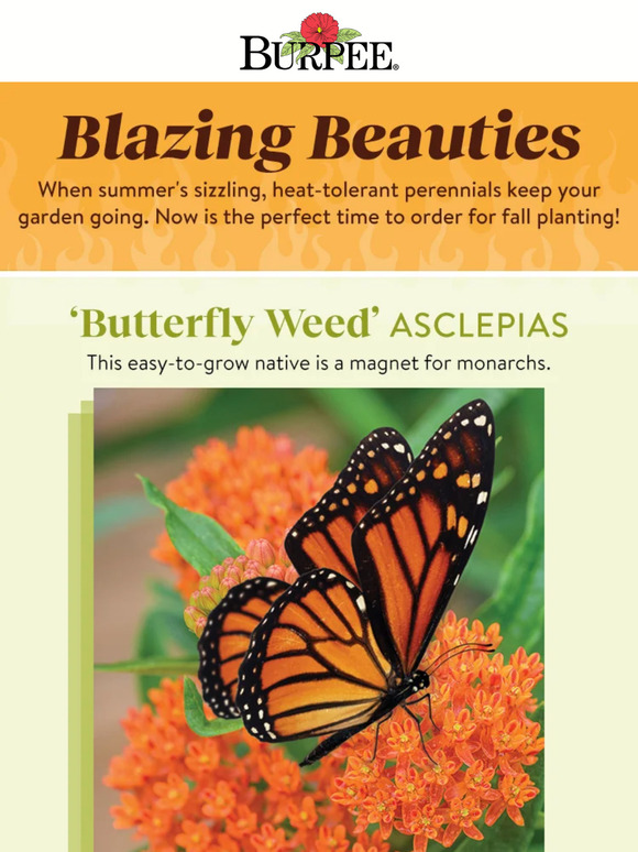 Burpee Gardening Perennials That Can Take The Heat Milled