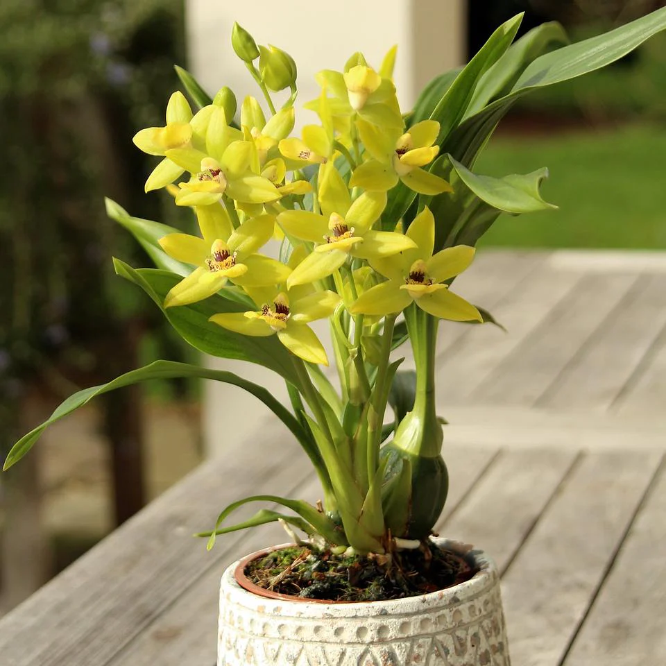 Orchideen Klusmann DE In Der Aktion Zygodisanthos Milled