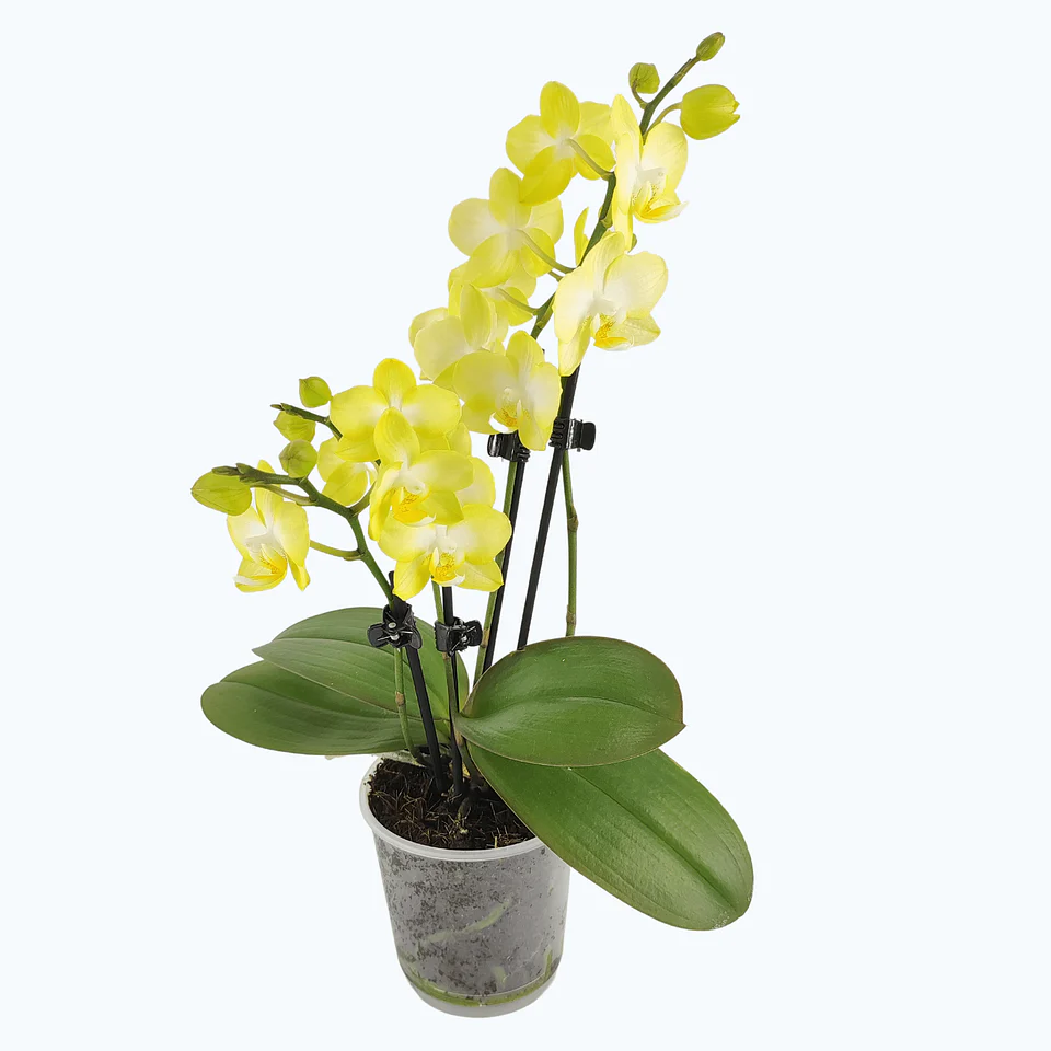 Orchideen Klusmann De In Der Aktion Dusty Belle Sunny Shore Milled