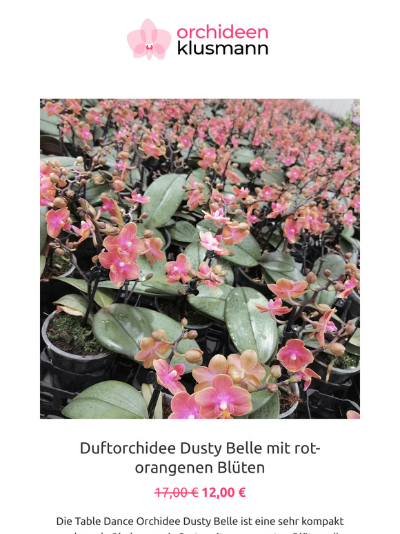 Orchideen Klusmann De In Der Aktion Dusty Belle Sunny Shore Milled