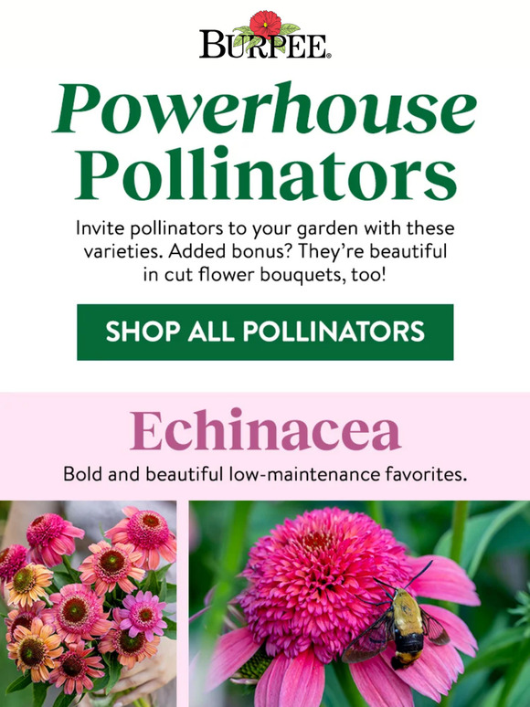 Burpee Gardening Blooms For Bouquets Butterflies Bees Milled