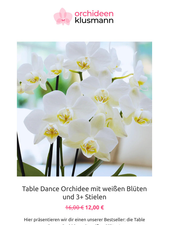 Orchideen Klusmann De In Der Aktion Table Dance Und Dusty Belle