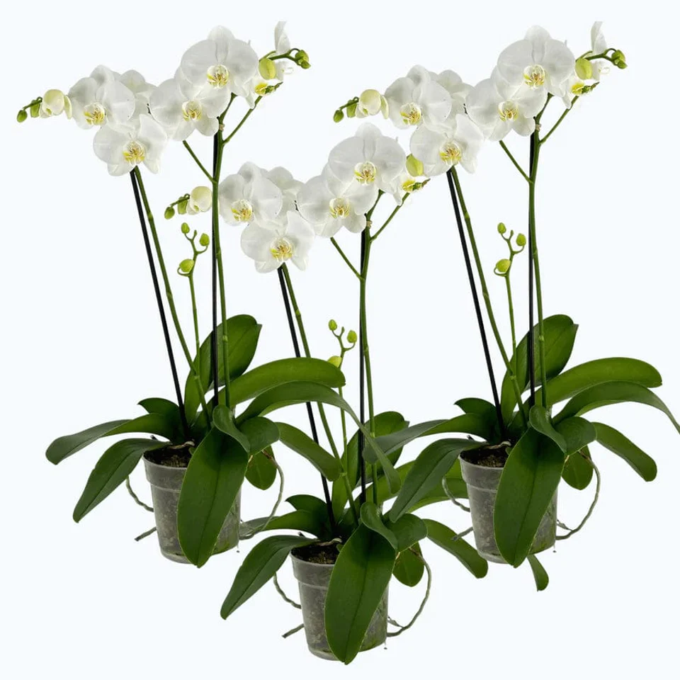 Orchideen Klusmann DE In Der Aktion Sets Zum Attraktiven Spar Preis