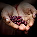 June Coffee of the Month June Coffee of the Month