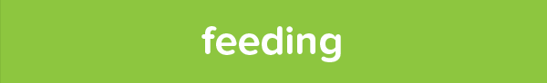 feeding