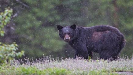 4-Day Yellowstone & Grand Teton Bus Tour: Salt Lake City, Jackson Hole