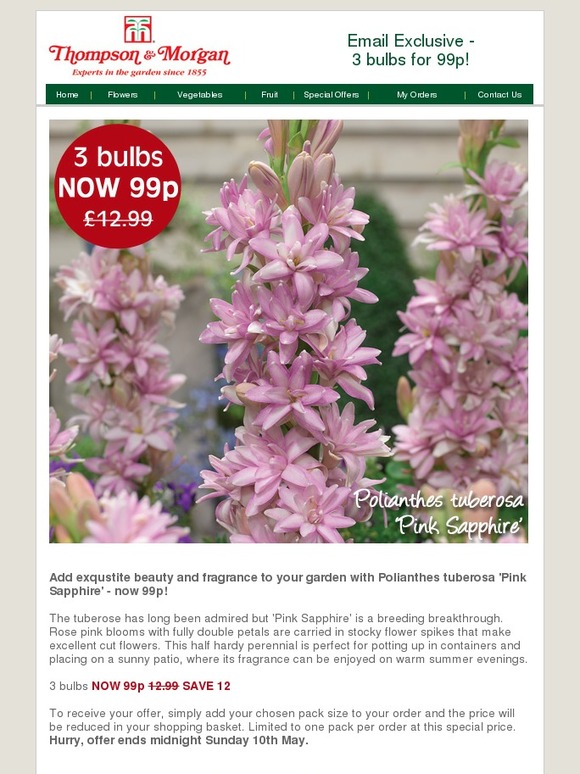 Polianthes Tuberosa Pink Sapphire Promo Codes green.dps.uminho.pt