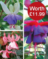 Fuchsia 'Hardy Collection'