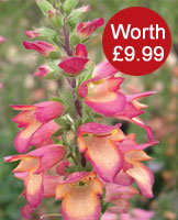 Foxglove 'Illumination Pink'