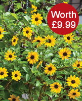 Sunflower 'Inca Gold'