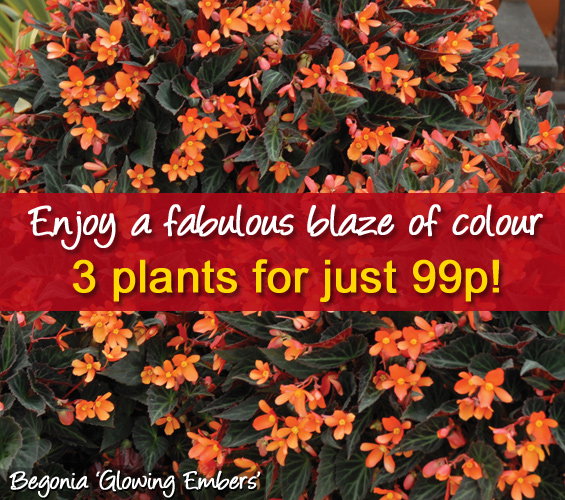Begonia 'Glowing Embers' 3 plants just 99p!