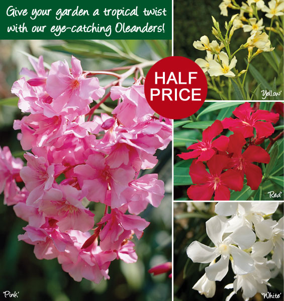 Thompson & Exotic evergreen Oleanders NOW HALF PRICE! Milled