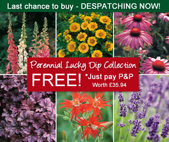 Perennial Lucky Dip Collection FREE! *Just pay P&P! 