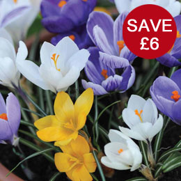 Crocus 'T&M Mix'