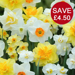 Daffodil 'T&M Mixed'