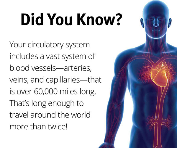 MK-7 Artery Circulation supports blood flow and heart circulation