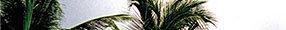 Behind the Blend Coco & Sandalwood