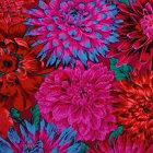Pretty Petals