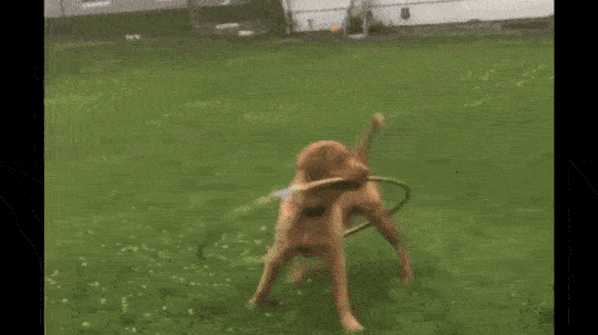 hula derp