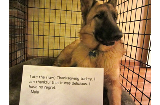 what did we say about eating turkey?