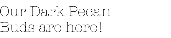 Our Dark Pecan Buds are here!