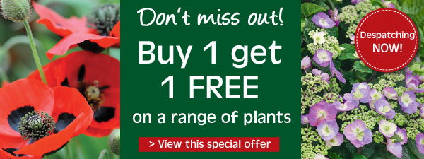 Buy One Get One FREE on a range of plants