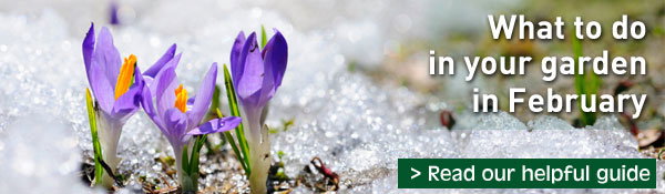 What to do in your garden in February