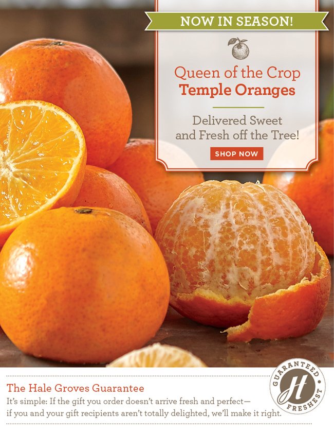 Florida Navel Oranges - Hale Groves - Ship Florida Oranges