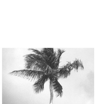 Palm Tree