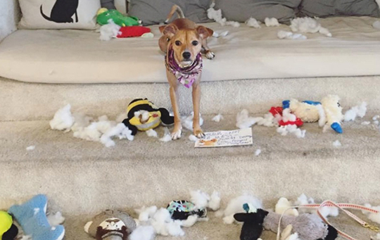 barkbox toy destroyed