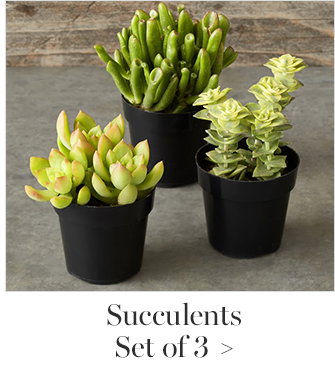 Succulents - Set of 3