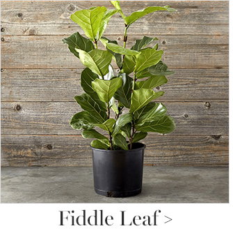 Fiddle Leaf