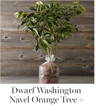 Dwarf Washington Navel Orange Tree