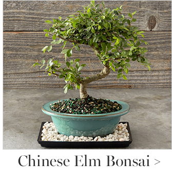 Chinese Elm Bonsai