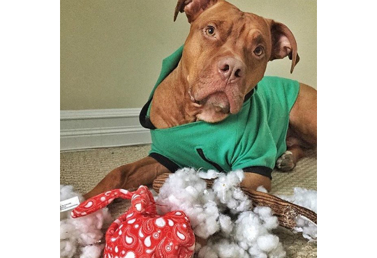 why do dogs destroy their toys