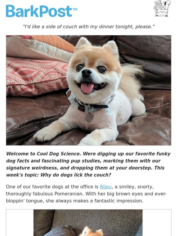 Why Do Dogs Lick Couches And Blankets at Andrew Martin blog