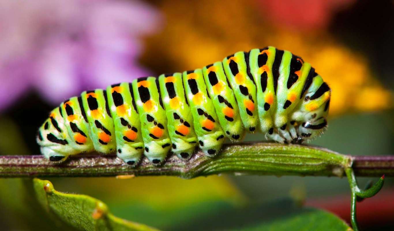 Top 10 Macro Photography Tips