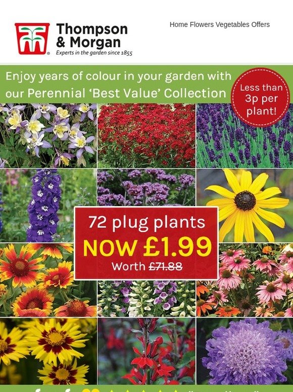 Thompson And Morgan 72 Perennial Plants Just £1 99 48 Hours Only Milled