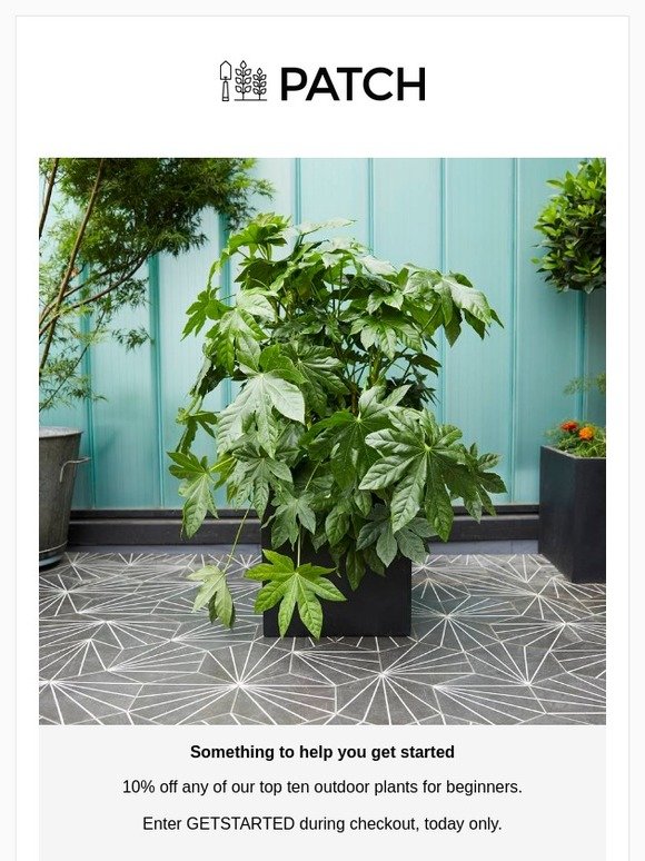 Patch Plants 🌿🌺 Patch Plant Club Newsletter No.3 🌺🌿 Milled