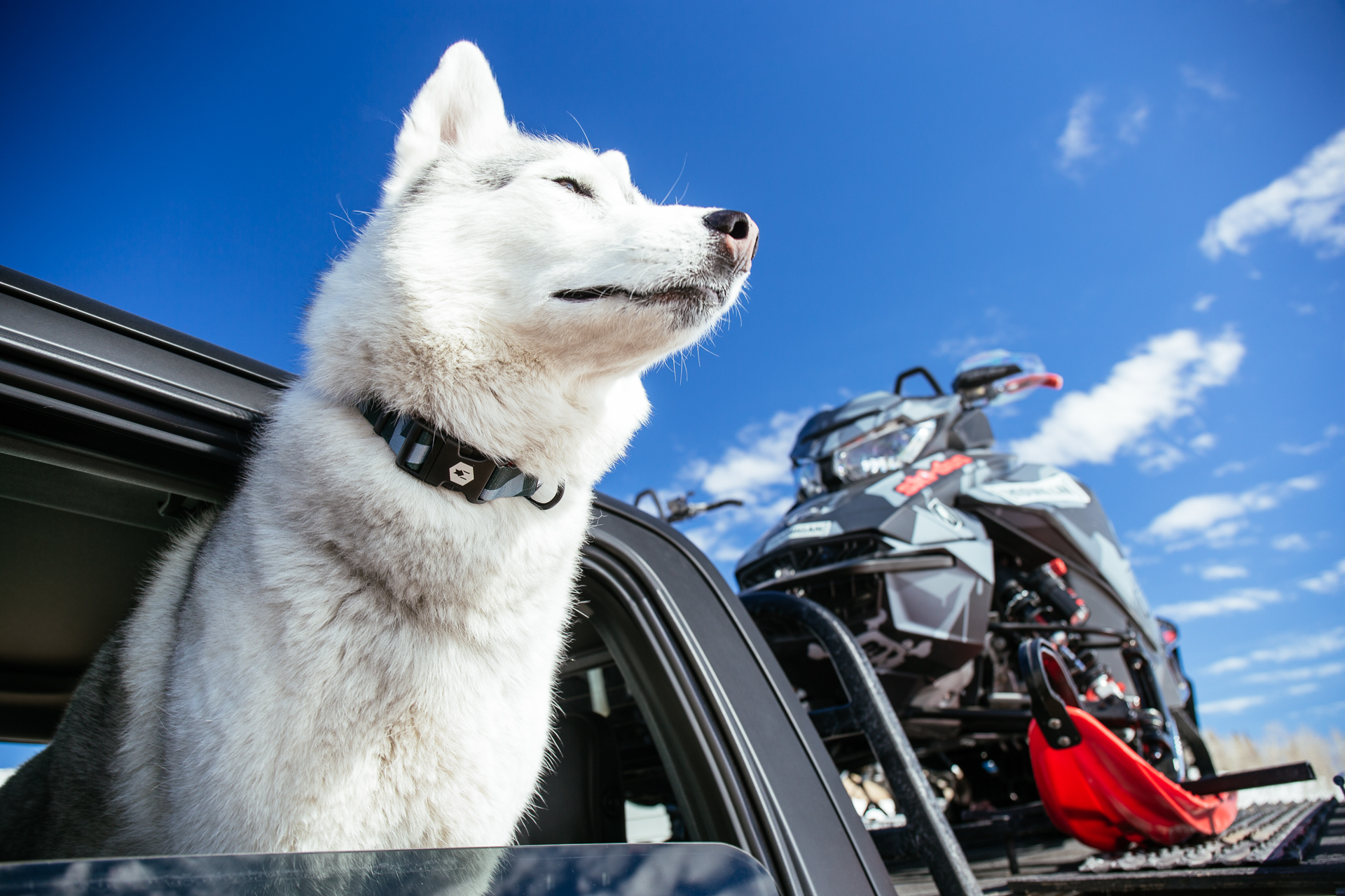 ken block dog collar