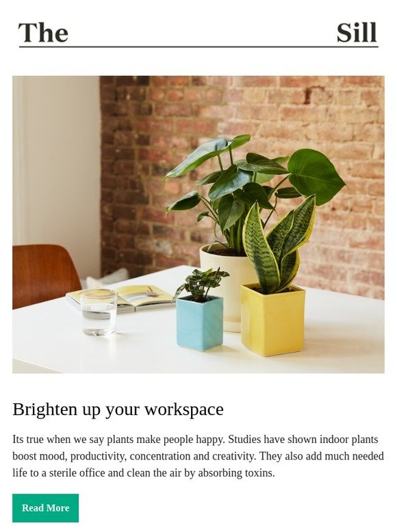 The Sill The best plant for your office 📝 Milled