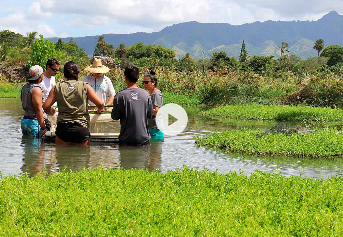 Patagonia: Mahalo Hale'iwa | Milled